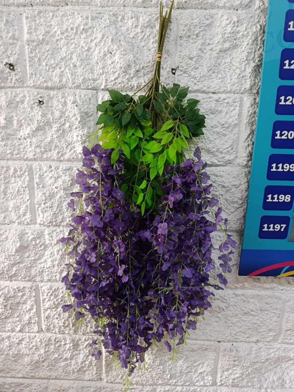 Docena de Wisteria Glicina Lila 80cm