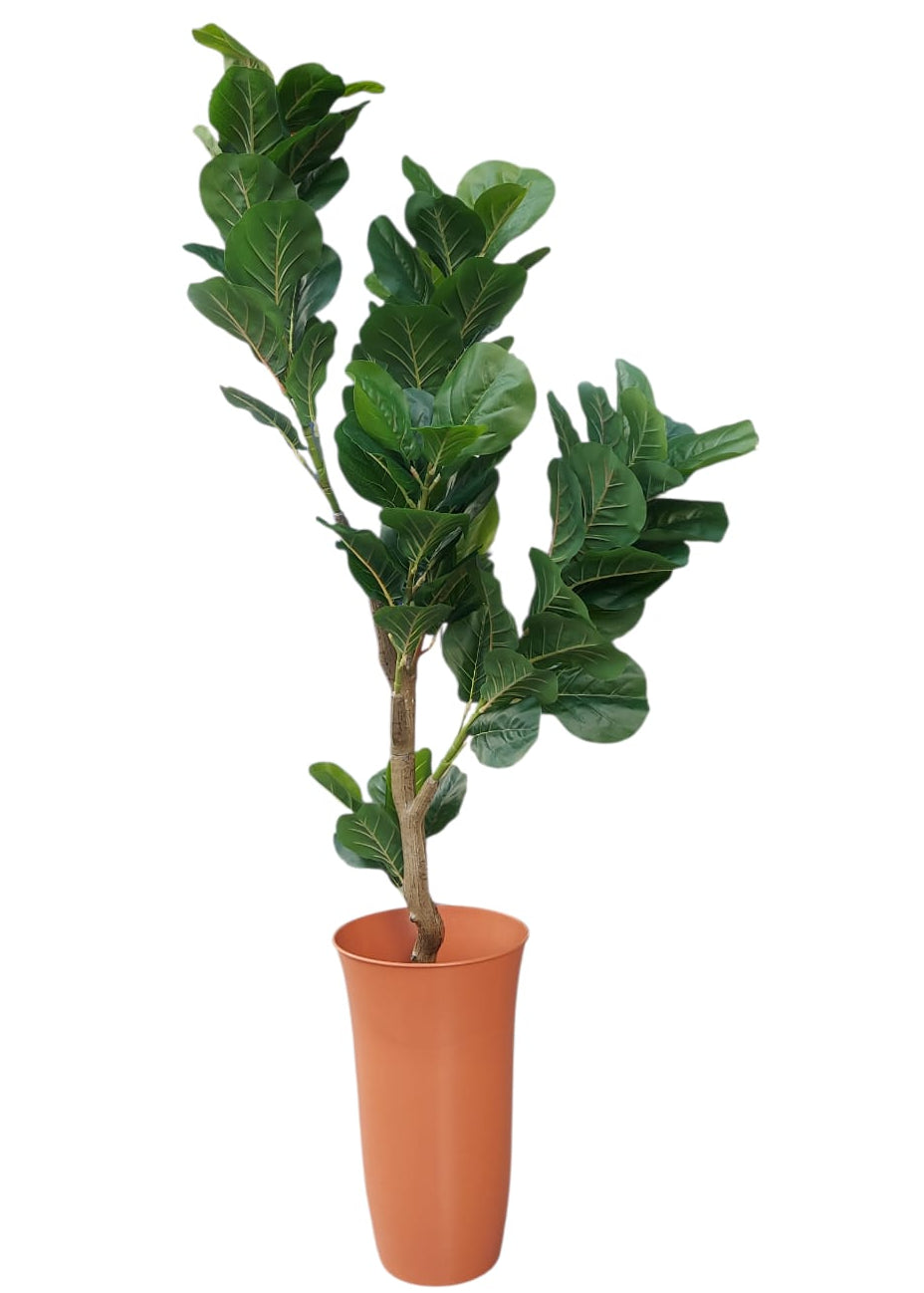 Árbol De Laurel Grande Premium 1.50mts