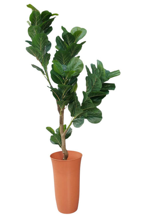Árbol De Laurel Grande Premium 1.50mts
