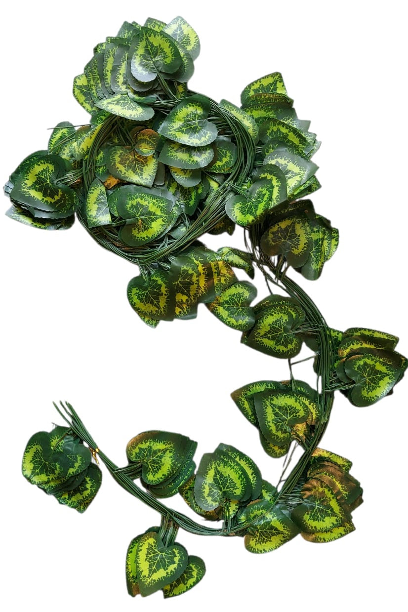 Docena Enredadera Corazón Manchado x12 2.30mts