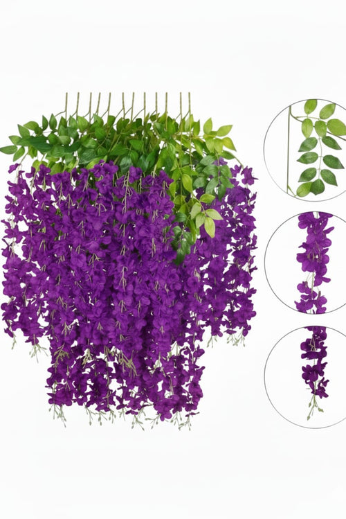 Docena de Wisteria Glicina Morado Oscuro 80cm