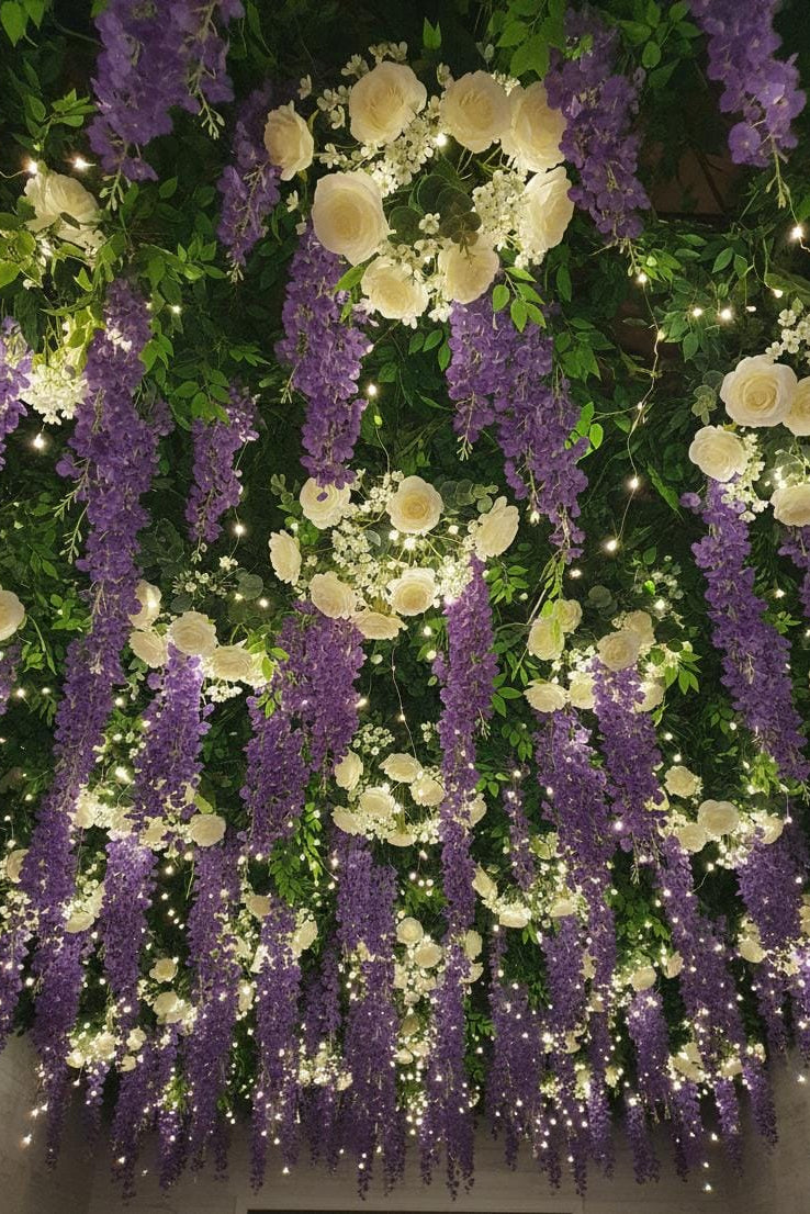 Docena de Wisteria Glicina Morado Oscuro 80cm