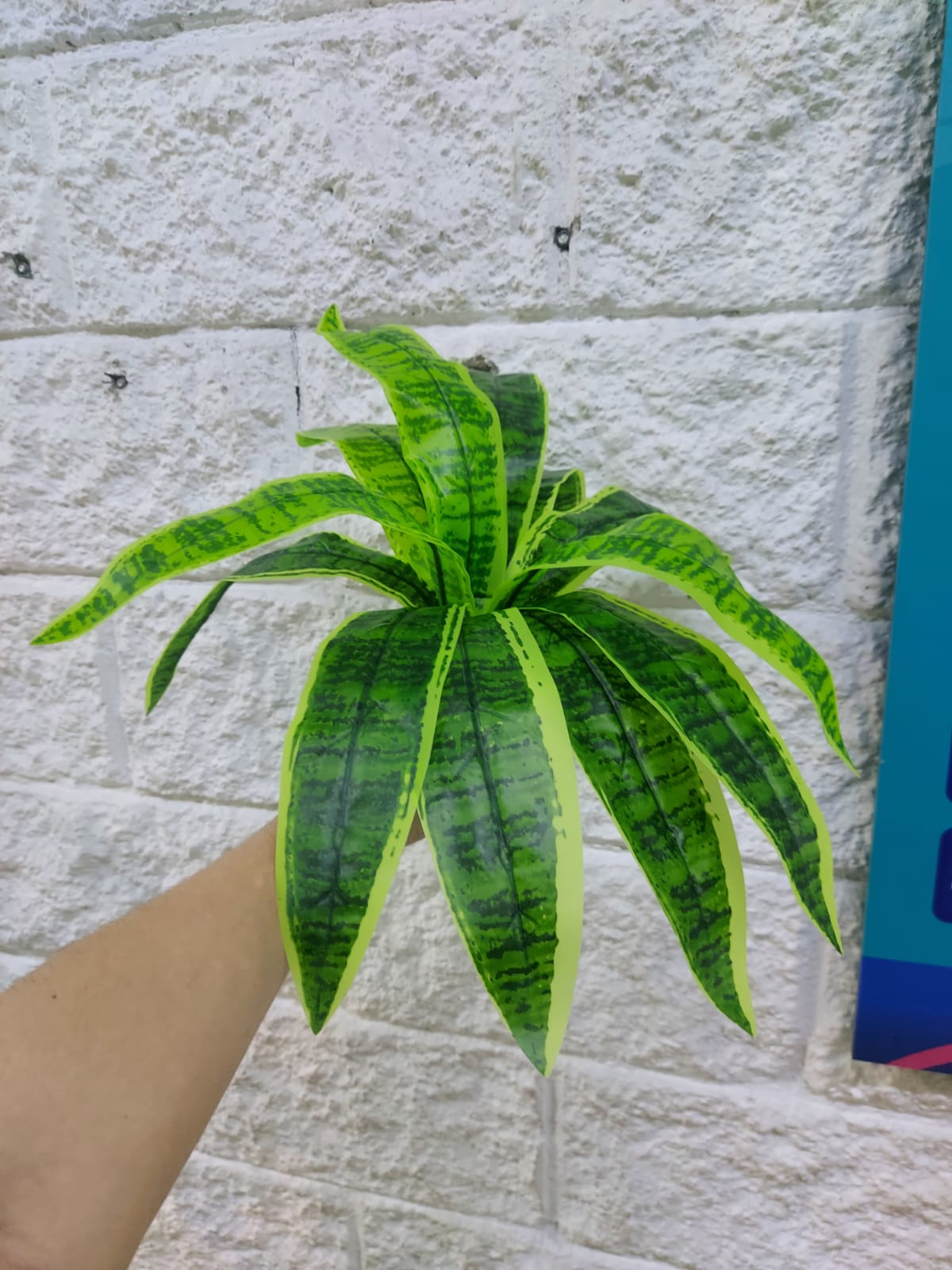 Planta Lengua de Suegra Trifasciata 42cm