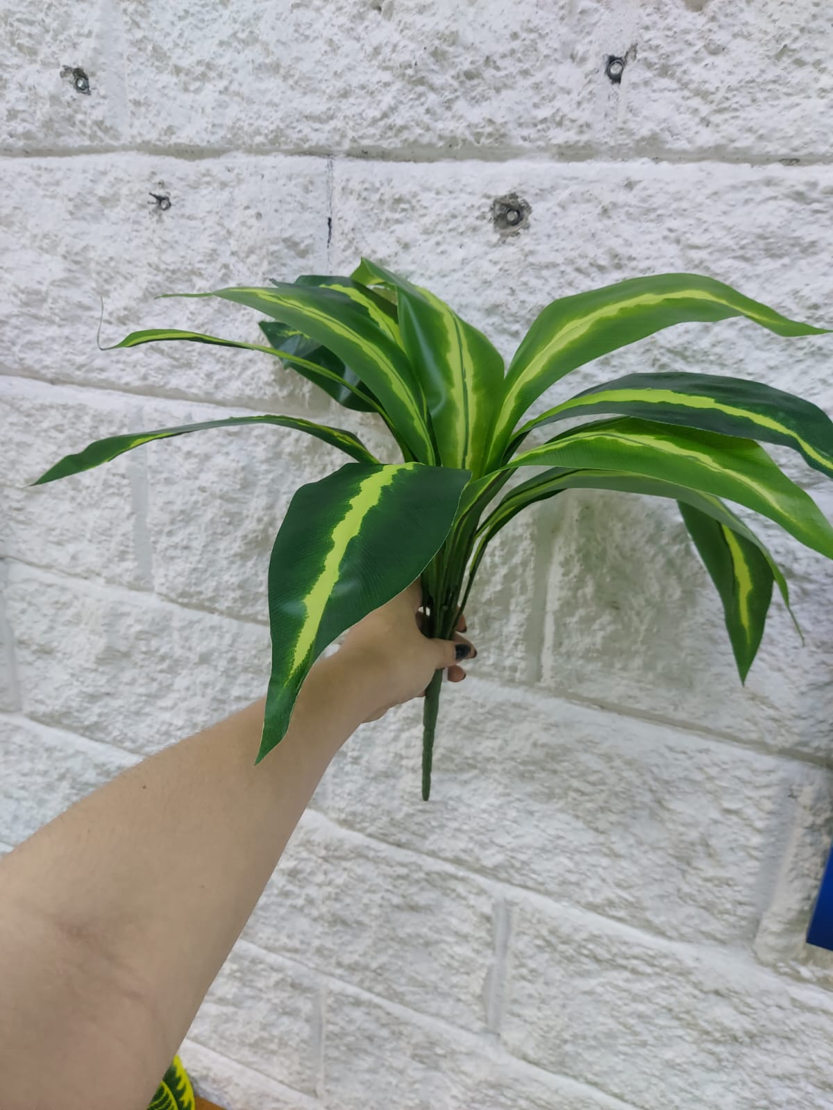 Planta Lengua de Suegra Sencilla 42cm