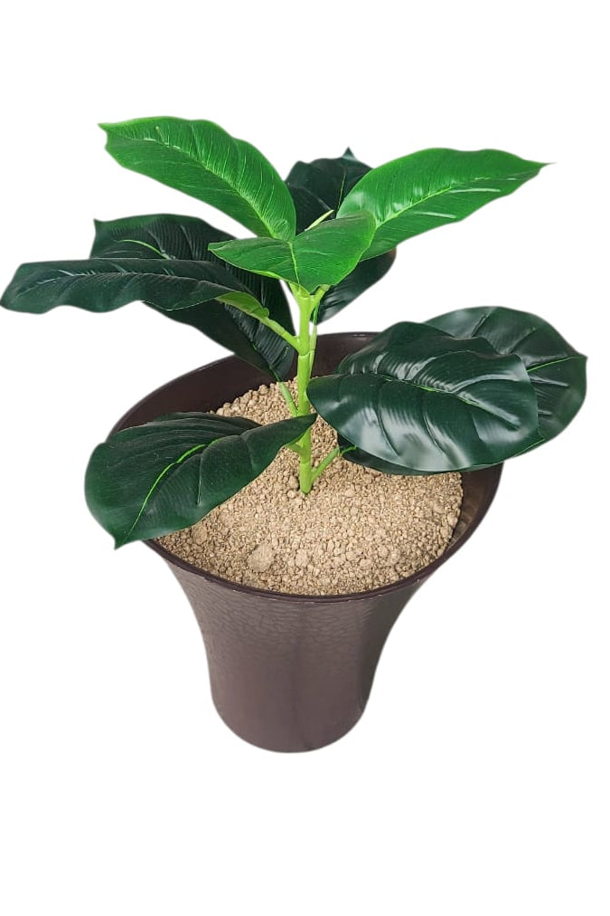 Planta Laurel Pequeña 48cm