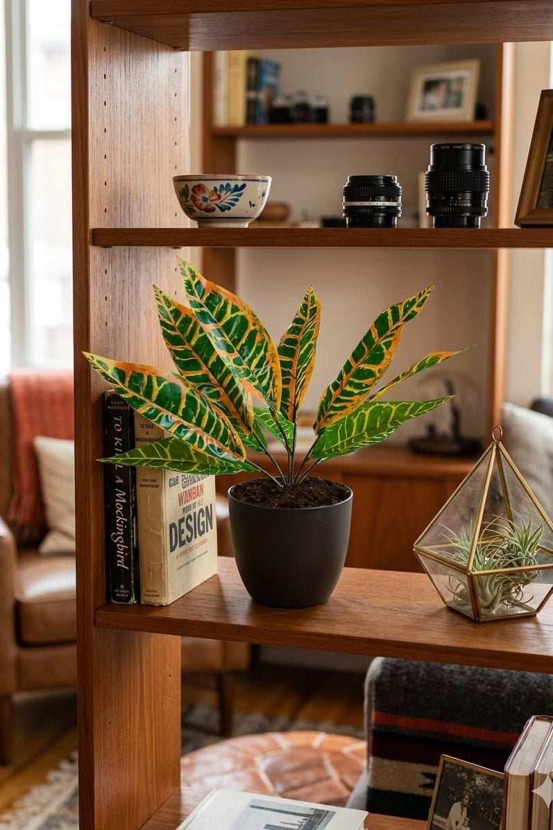 Planta para Matera Codiaeum Naranja 29cm