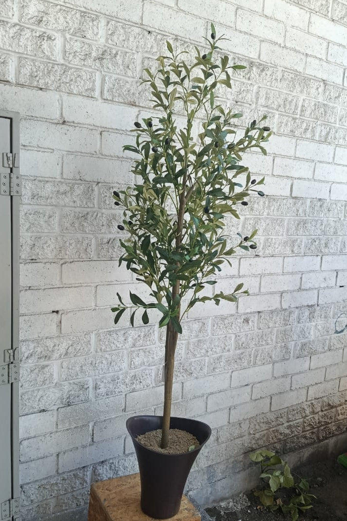 Planta Olivo Artificial 1.45cm