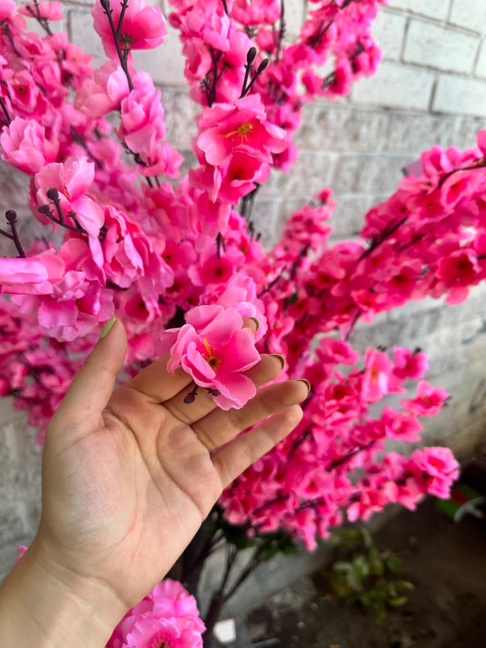 Árbol de Cerezo Fucsia Mediano 1.67cm