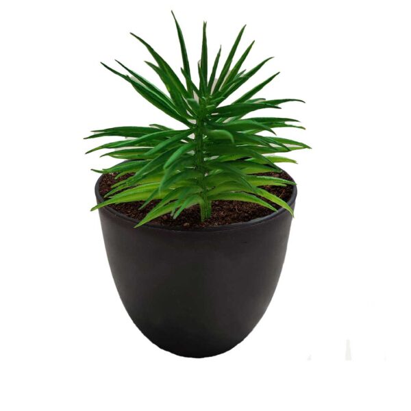 Planta Suculenta Variendad Crasula Tipo Pino Artificial