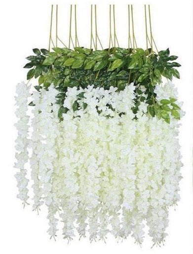 Docena de Glicina Wisteria Blanca 80cm
