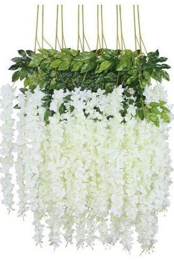 Docena de Glicina Wisteria Blanca 80cm