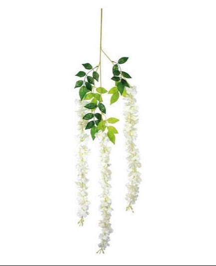 Docena de Glicina Wisteria Blanca 80cm
