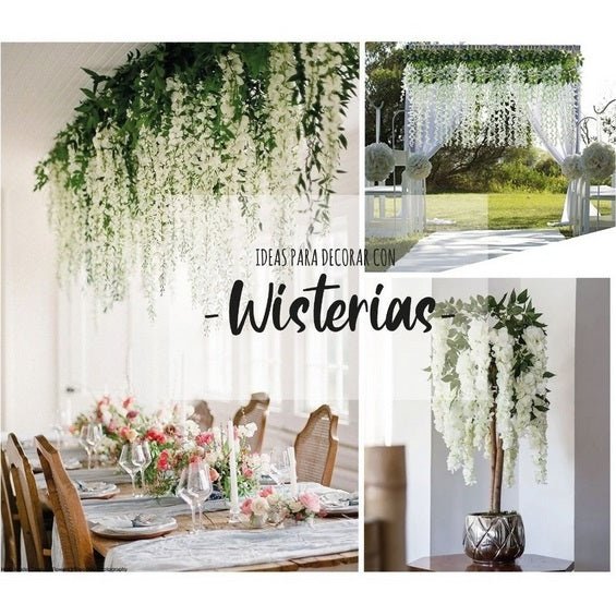 Docena de Glicina Wisteria Blanca 80cm