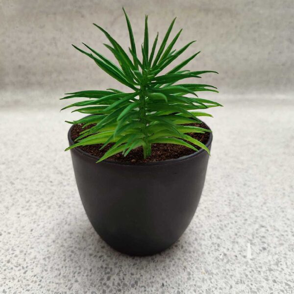 Planta Suculenta Variendad Crasula Tipo Pino Artificial