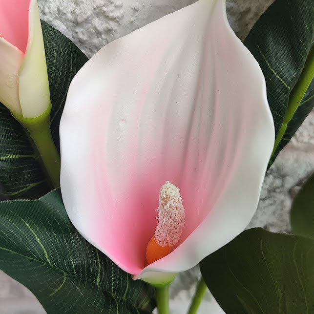 Flores Cartucho  Blanco-rosa