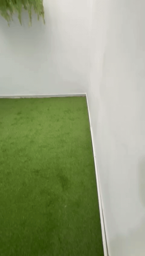 Docena de Glicina Wisteria Blanca 80cm