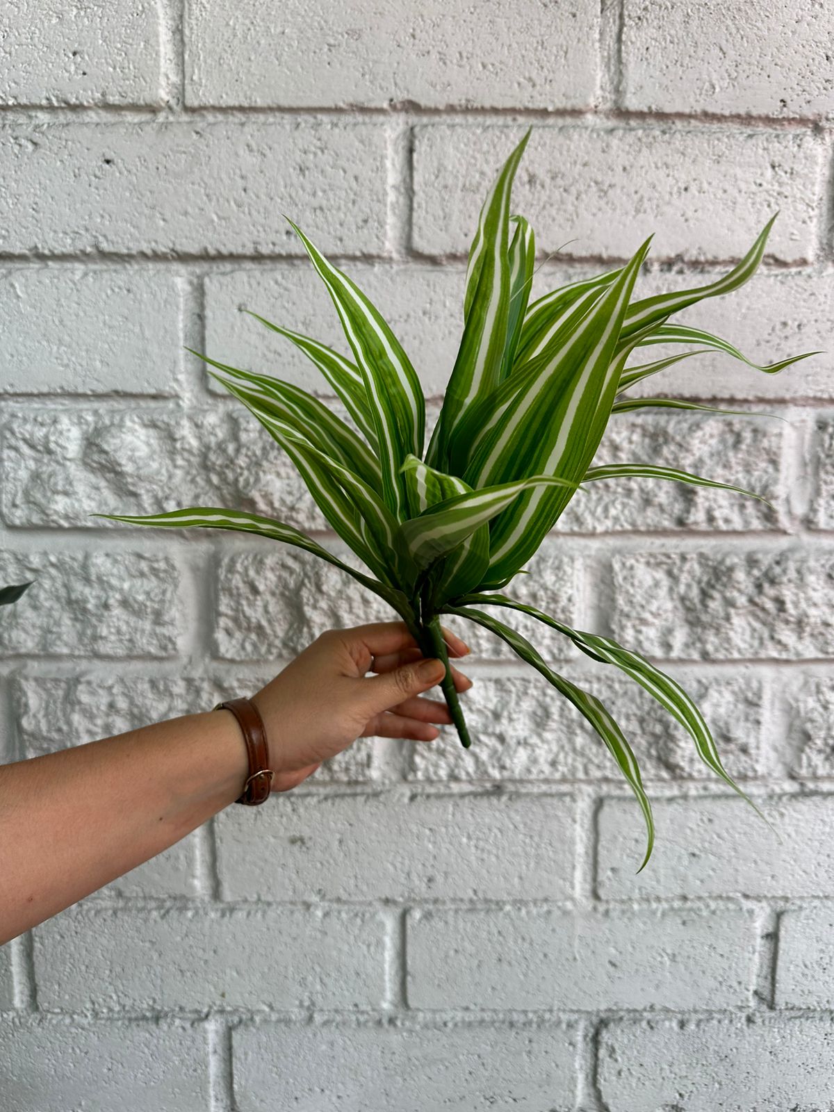 Rama de Follaje Dracaena Premium 36cm