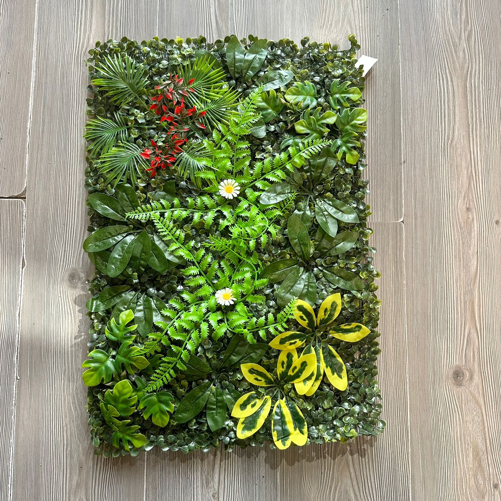 Jardín vertical 60x40cm margaritas y cheflera