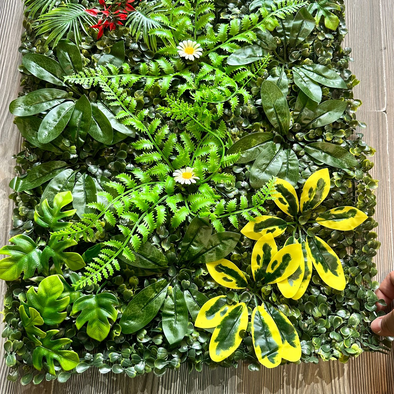 Jardín vertical 60x40cm margaritas y cheflera