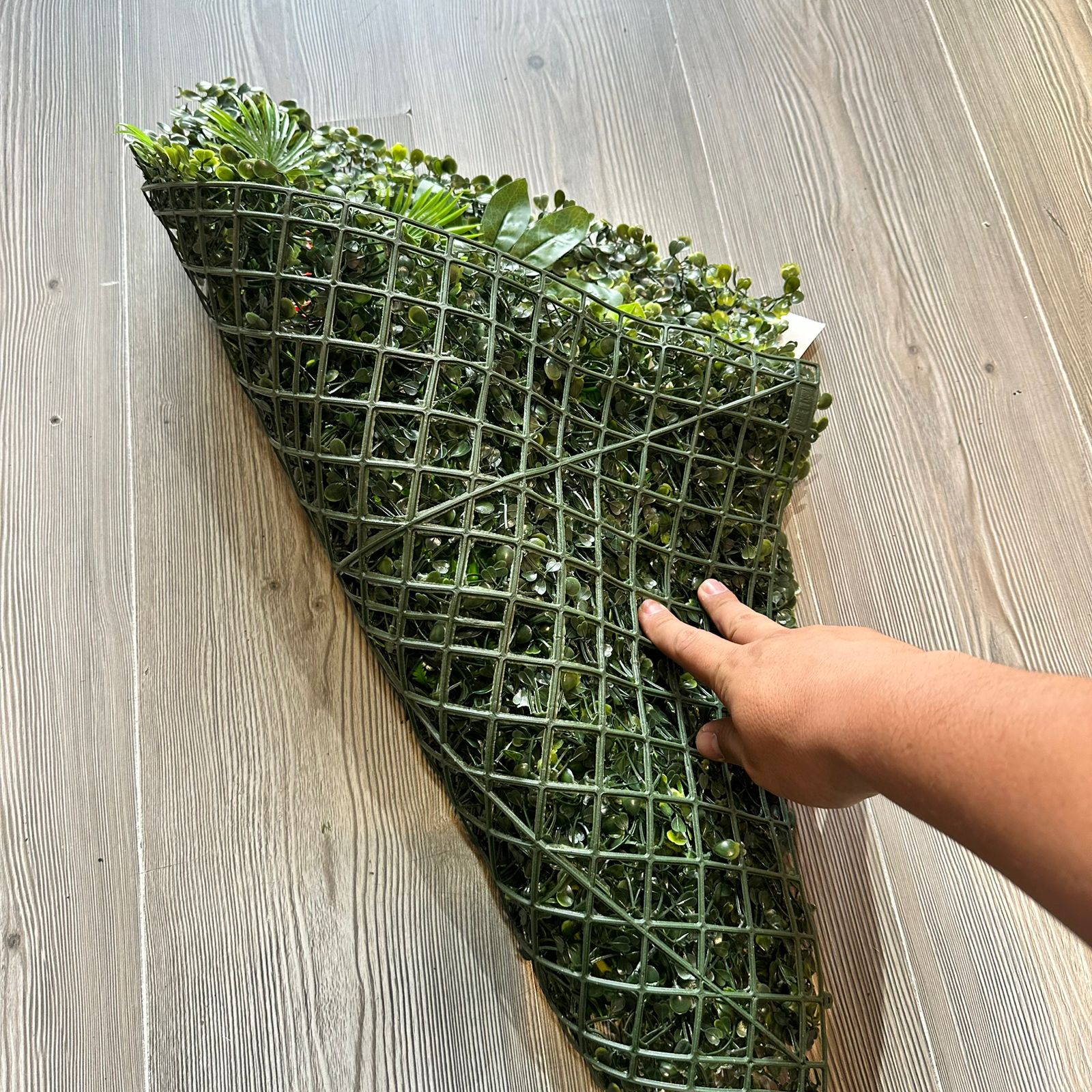 Jardín vertical 60x40cm margaritas y cheflera