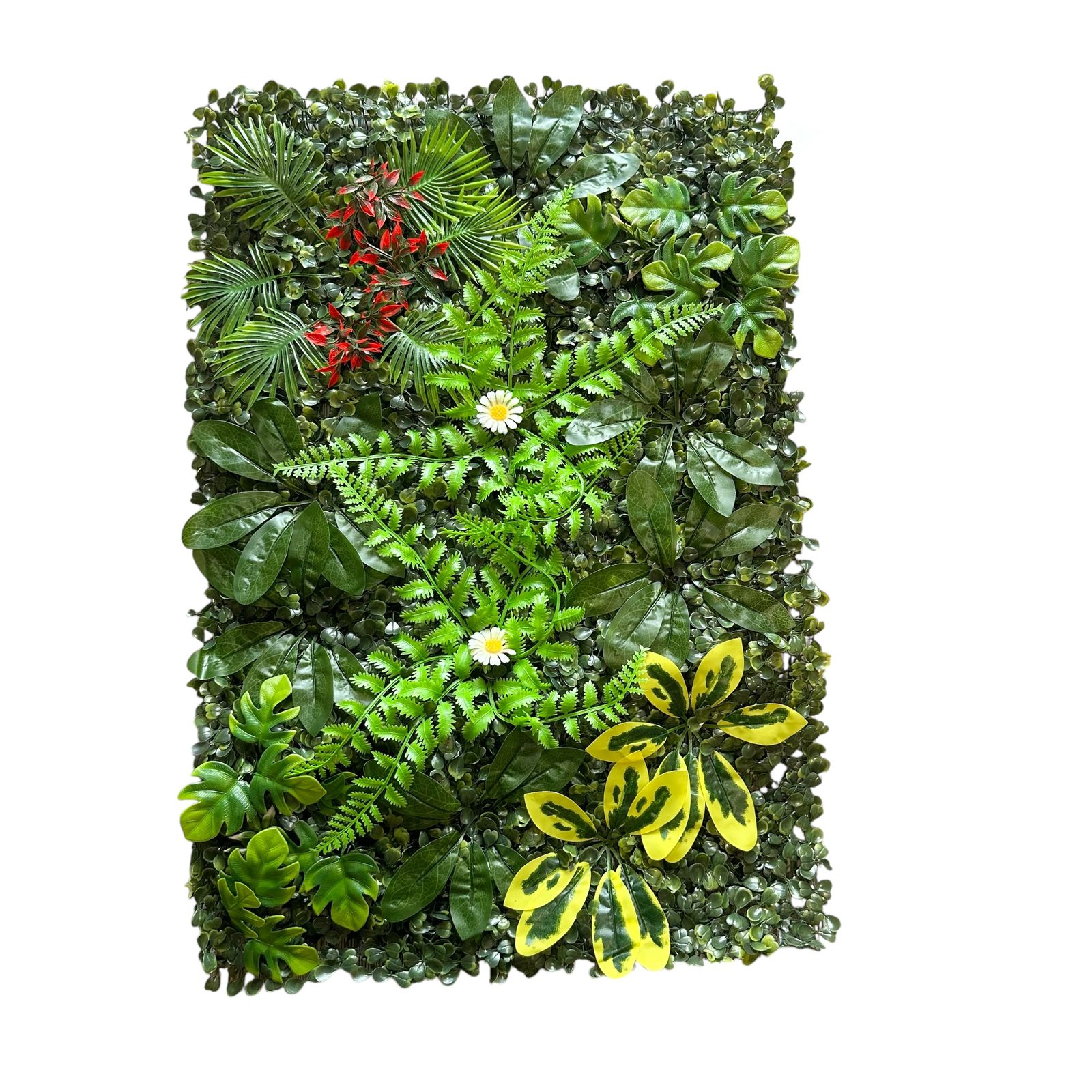 Jardín vertical 60x40cm margaritas y cheflera