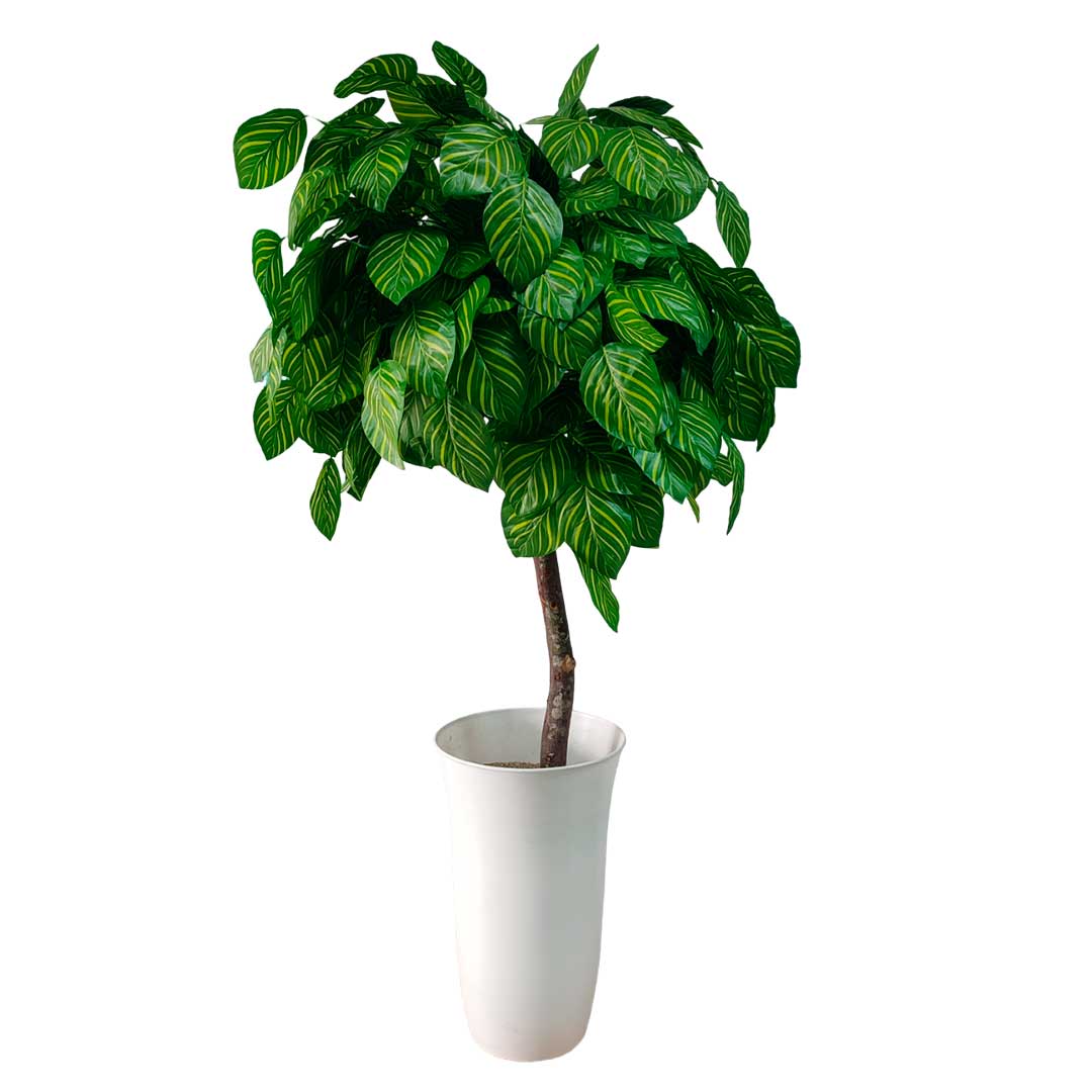 Planta árbol de hoja makoyana 1,42M