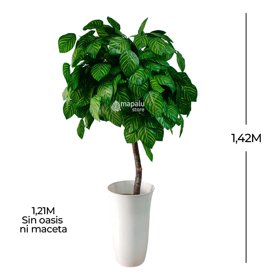 Planta árbol de hoja makoyana 1,42M