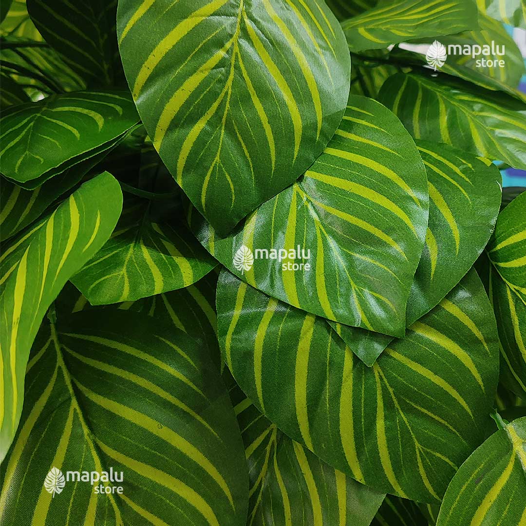 Planta árbol de hoja makoyana 1,42M