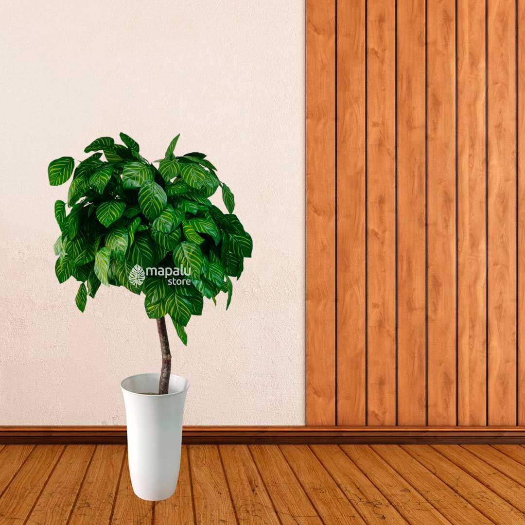 Planta árbol de hoja makoyana 1,42M