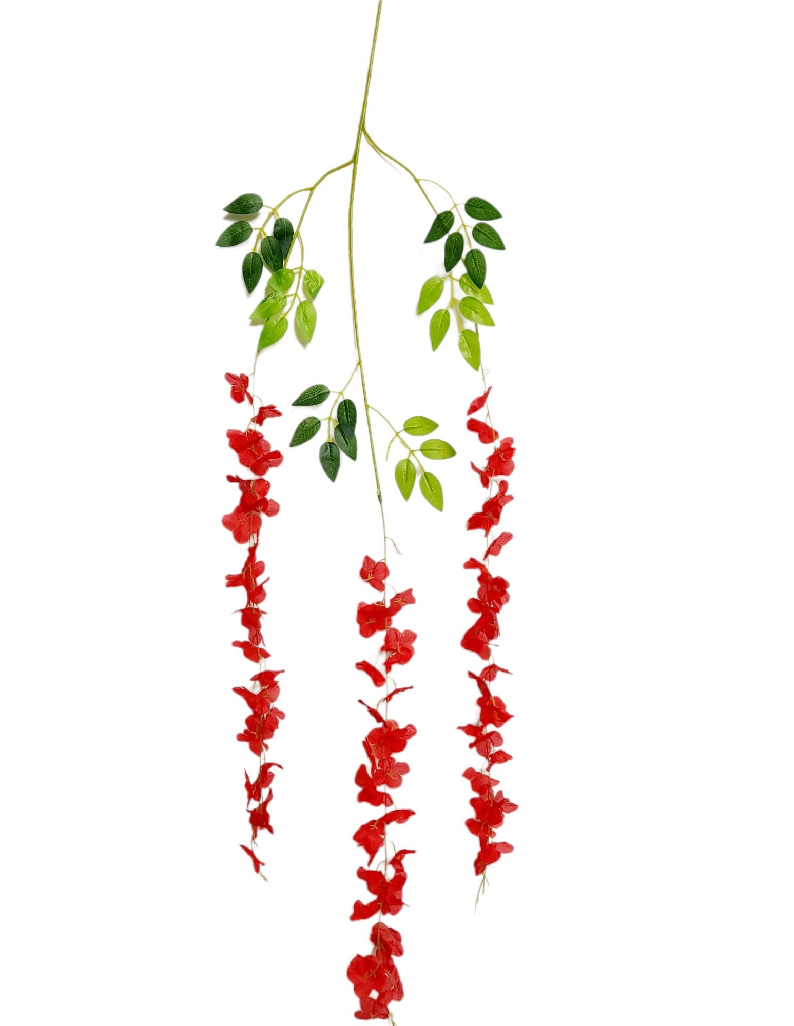 Docena de Glicinia Wisteria Roja 80cm