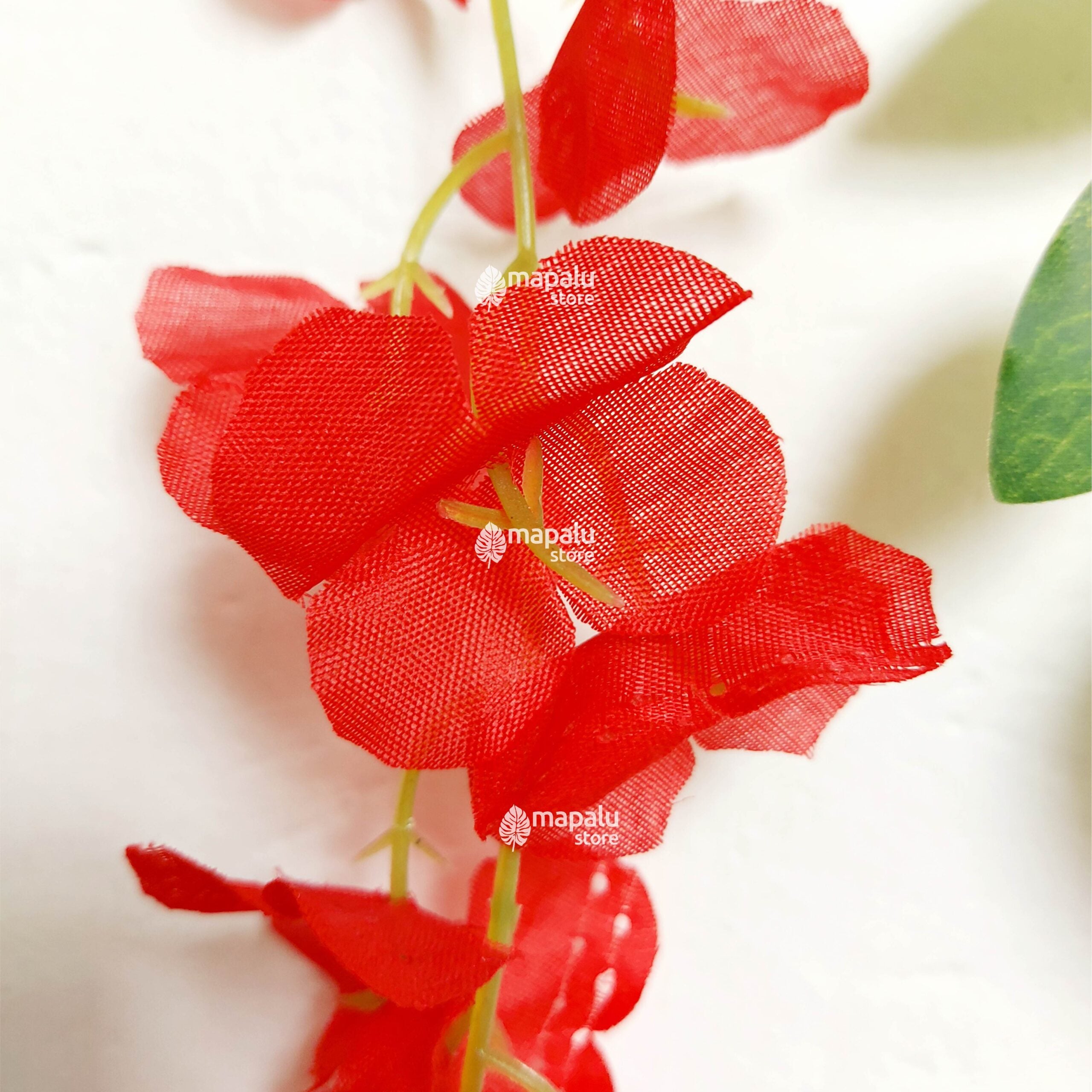 Docena de Glicinia Wisteria Roja 80cm
