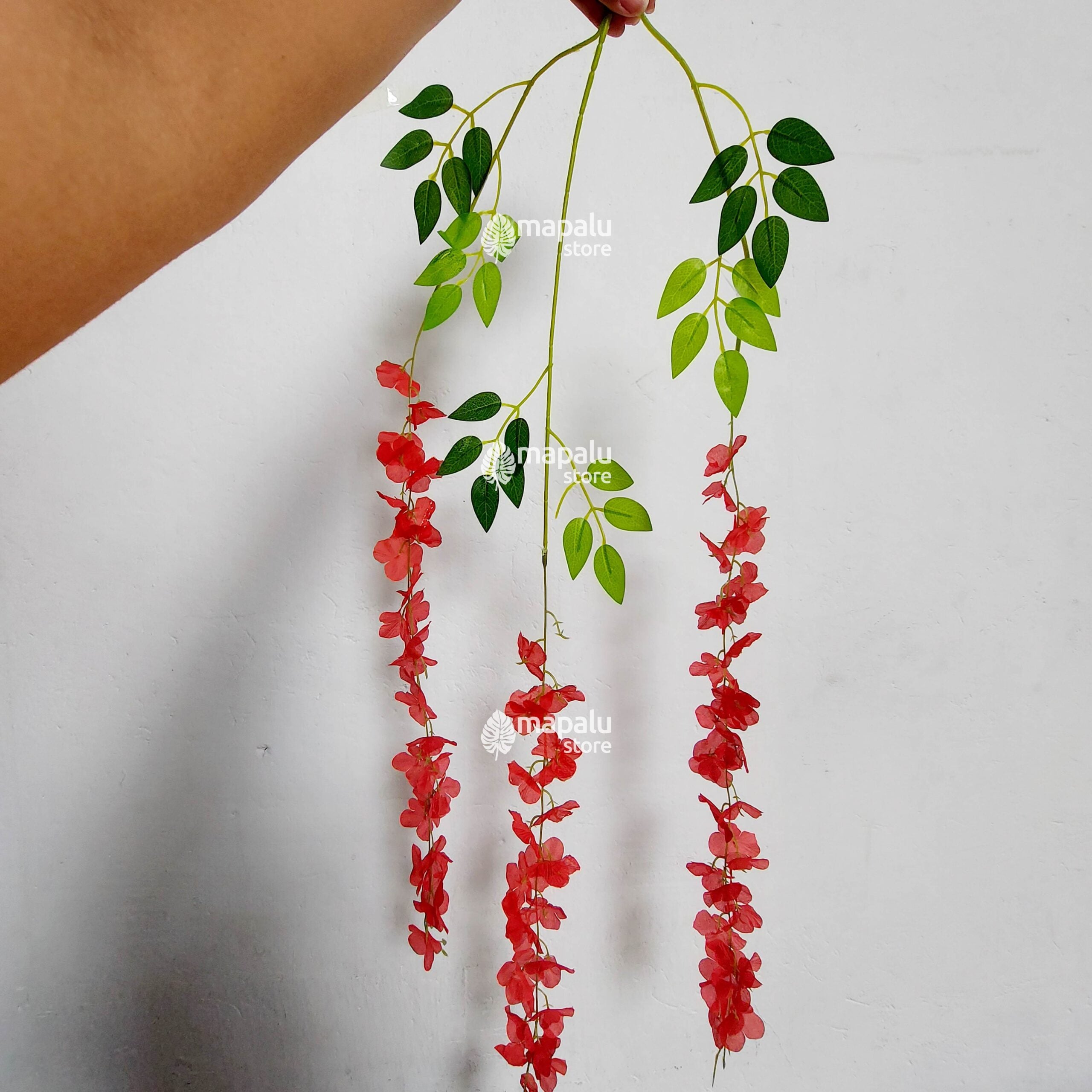 Docena de Glicinia Wisteria Roja 80cm